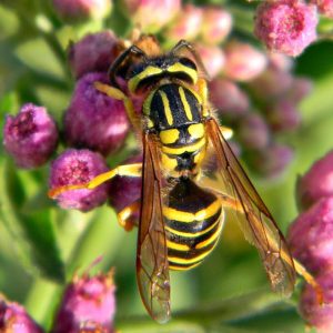 Upload image of a Texas Yellow Jacket