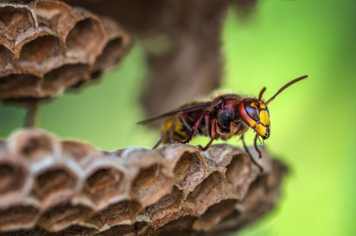 texas yellow jacket flying out of its nest