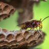 texas yellow jacket flying out of its nest