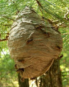 yellow jackets nest