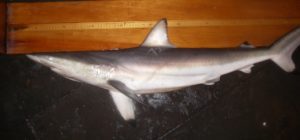 spinner shark