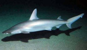 bonnethead shark