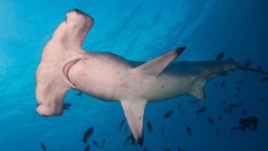 hammerhead shark