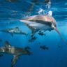 sharks swimming in the ocean with fish nearby