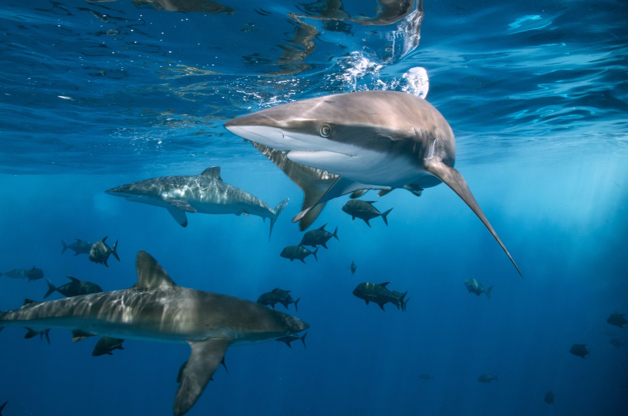 sharks swimming in the ocean with fish nearby